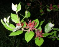 calycanthus floridus r.jpg